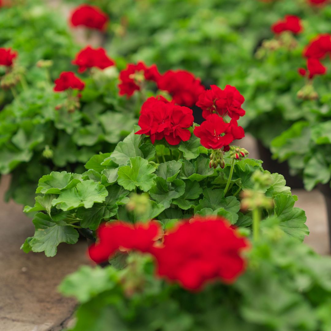 Geranium – Calliope Large Dark Red – 10″ Patio Pot